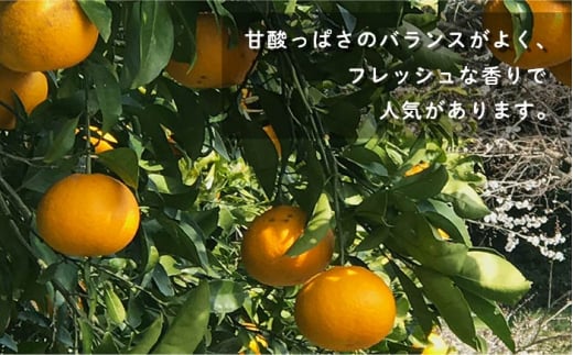 【先行予約】甘夏みかん 有機肥料栽培 約8kg【おだ農園】[OAG001] / ミカン 柑橘 みかん 果物  フルーツ