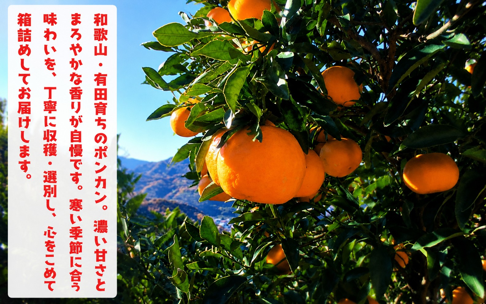 【先行予約】【極甘柑橘】有田育ちの 濃厚 ポンカン（訳あり 家庭用）約7.5kg+200g(痛み補償分) ※2027年1月上旬～3月上旬に順次発送 ※着日指定不可【ard246A】