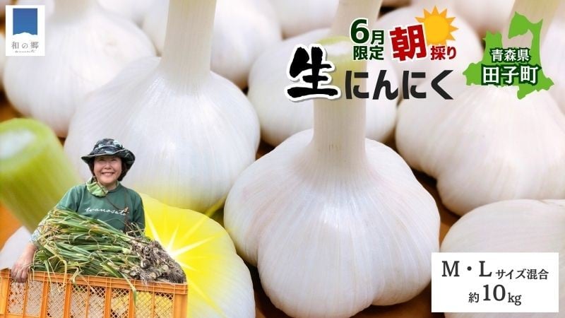 
            令和8年産朝採り直送！田子（たっこ）生にんにく約10kg（青森県田子町産にんにくM～Lサイズ混合）
          