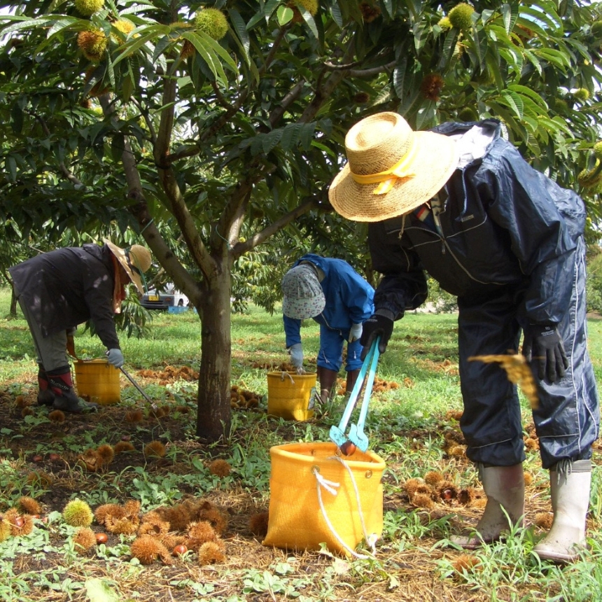 厳選 した 長野県産 の 栗 を 贅沢 に 使用! 栗きんとん 8個 | くりきんとん 栗 くり 和栗 国産 長野県産 秋 菓子 和菓子 職人 手作り 和 スイーツ デザート 口どけ なめらか 個包装