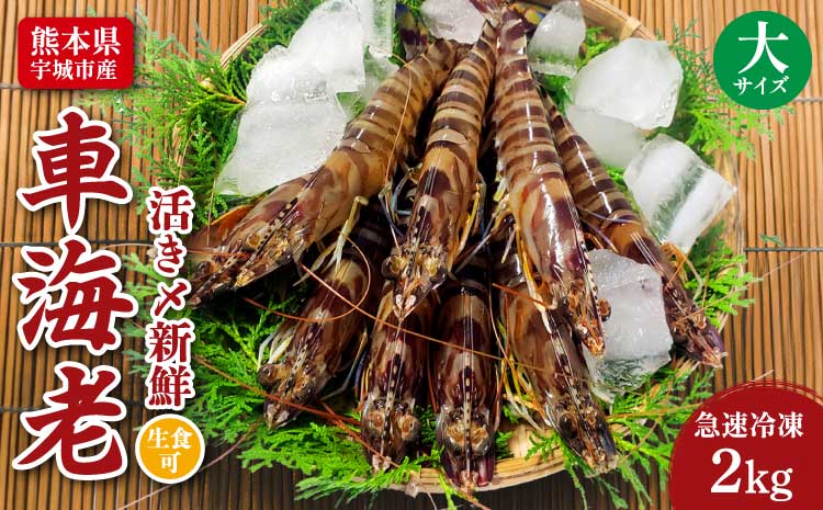 特殊冷凍 車海老 (大サイズ) 250g×8パック 計2kg 熊本県産