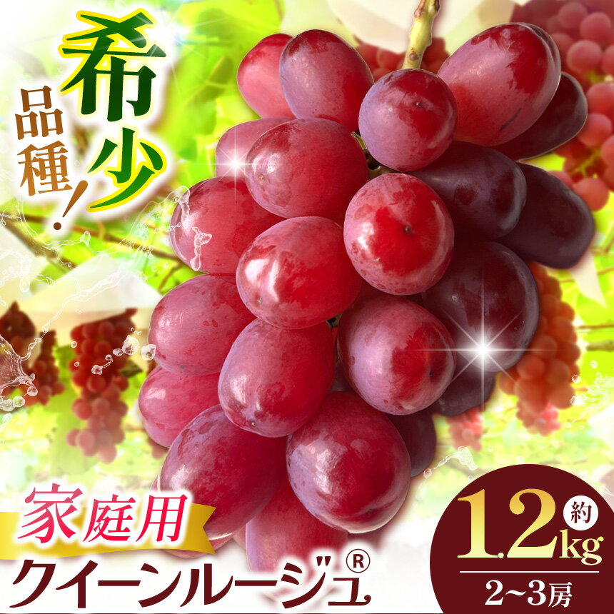 【ふるさと納税】【先行受付：10月発送】信州産 クイーンルージュ® 家庭用 約1.2kg(2房～3房) ｜ ふるさと納税 松本市 ぶどう 葡萄 クイーンルージュ 果物 フルーツ 新鮮 信州産