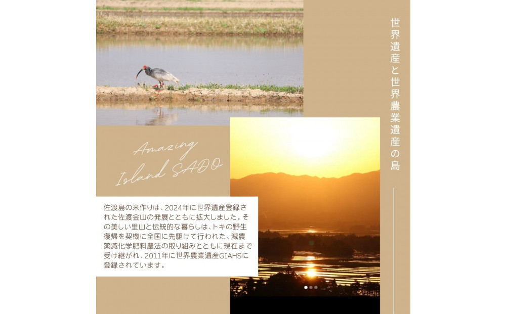 【先行予約】10月中旬以降発送 令和7年産コシヒカリ 精米(無洗米)10kg 農家直送 佐渡市いのまた米
