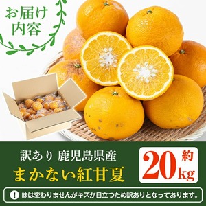 ＜先行予約受付中！2026年3月上旬以降順次発送予定＞訳あり！鹿児島県産まかない紅甘夏(約20kg) 国産 鹿児島産 柑橘 訳アリ 果物 フルーツ 旬 常温保存 紅甘夏 ベニアマナツ 数量限定 期間限