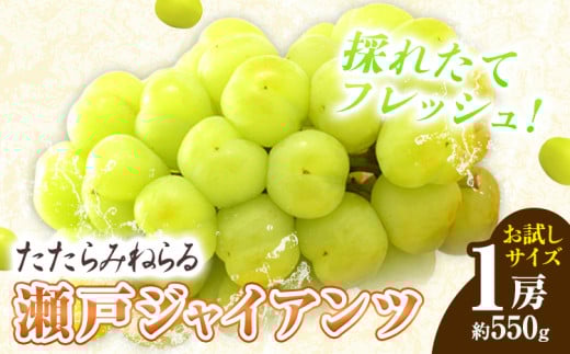 たたらみねらる 瀬戸ジャイアンツ お試しサイズ 1房 約550g Y＆G.ディストリビューター株式会社《2025年8月下旬-10月下旬頃出荷》岡山県 笠岡市 マスカット ぶどう ブドウ 葡萄 フルーツ 果物