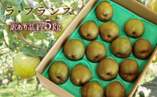 
            【令和7年産先行予約】 〈訳あり品 家庭用〉 ラ・フランス 約5kg (10～18玉 中～大玉) 《令和7年11月上旬～発送》 『旬の果実 佐藤市右衛門農園』 ラフランス 西洋梨 洋なし 訳あり 果物 フルーツ デザート 山形県 南陽市 [1047]
          
