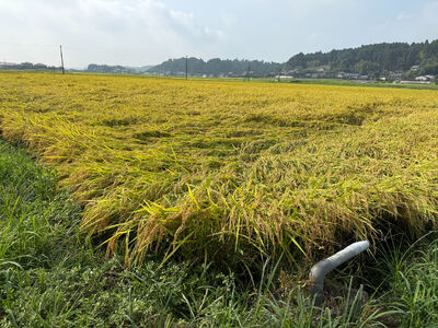 多古米セレクション　柏原徹さんの多古米コシヒカリ　精米5kg　令和7年産【配送不可地域：離島】米 白米 精米 千葉県産 TAKF061