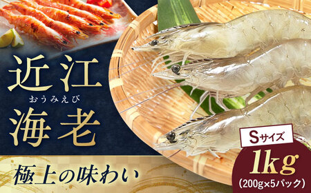 近江海老 1kg(Sサイズ)[AQBA011]えびえびえびえびえびえび