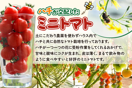 《先行受付》8月上旬～9月下旬発送 ミニトマト 1kg 秋田県 由利本荘市