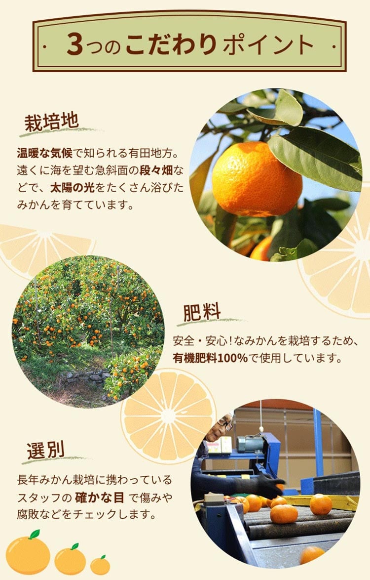 ＼光センサー選別／こだわりの完熟有田みかん 6kg＋250g(傷み補償分) 【ご家庭用】サイズ混合 ｜ふるさと納税 みかん 有機質肥料100%◇※2025年11月中旬～2026年1月上旬頃に順次発送予