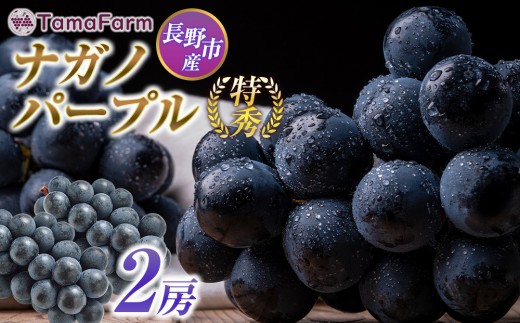 
                  タマファーム　長野市産 ナガノパープル 特秀 2房【2026年9月以降出荷分】（タマファーム） |  ナガノパープル ぶどう 葡萄 フルーツ 果物  人気 おすすめ タマファーム  送料無料  長野県 長野市 信州 信濃 ふるさと納税
                