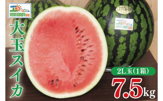 【先行予約】茨城県産大玉スイカ（2Lサイズ）【茨城県 阿見町 スイカ 1玉 すいか 西瓜 果物 くだもの フルーツ 国産 甘い 送料無料】（04-18）