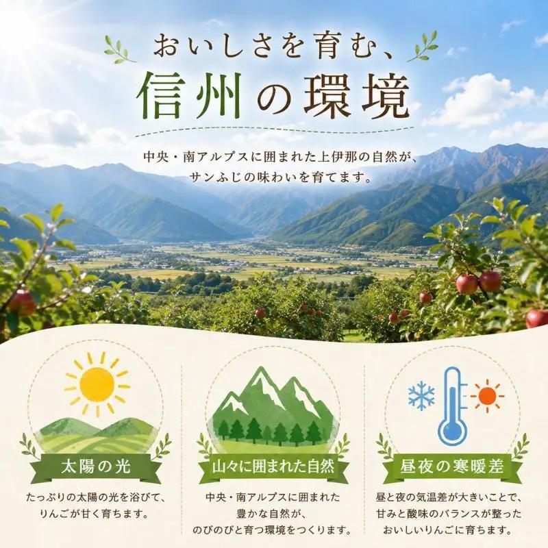 りんご 訳あり サンふじ 9kg  りんご