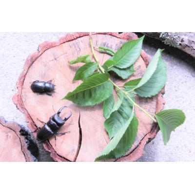 ふるさと納税 南山城村 ヒラタクワガタ(幼虫・2匹)飼育ボトル付 |  | 01