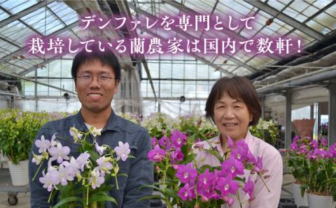 【お中元対象】【10セット限定】デンファレ（洋蘭）2本立ち 糸島市 / 和饗エコファーム [AVI005]