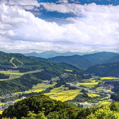 ふるさと納税 十日町市 【毎月定期便】農家直送!魚沼産コシヒカリ特別栽培 精米(5kg×1袋)全12回 |  | 03
