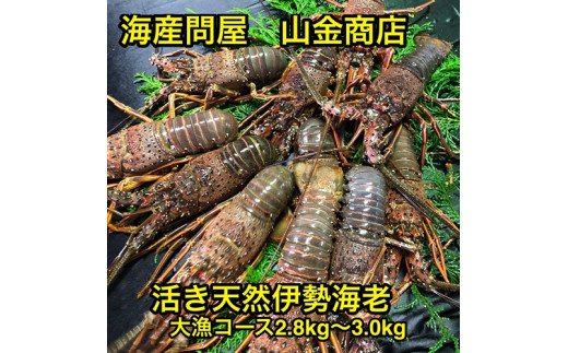 地物 活き 伊勢海老 大漁 コース 10～12尾 約2800～3000g 山金商店 伊勢えび エビ 高級 グルメ 焼き物 汁物 海鮮 特産 海の幸 魚介 海老 伊勢志摩