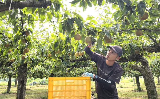 先行予約 男鹿梨 「大将梨園」南水 約3kg 5～8コ 3～5L 梨 秋田県 男鹿市