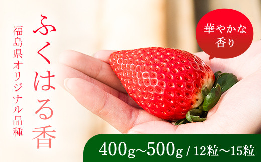 
                  【先行予約】香りが強い！福島県オリジナル品種「ふくはる香」 約400g～500g（12粒～15粒） いちご イチゴ 苺 福島県 鏡石町 鏡石農遊園 F6Q-525
                