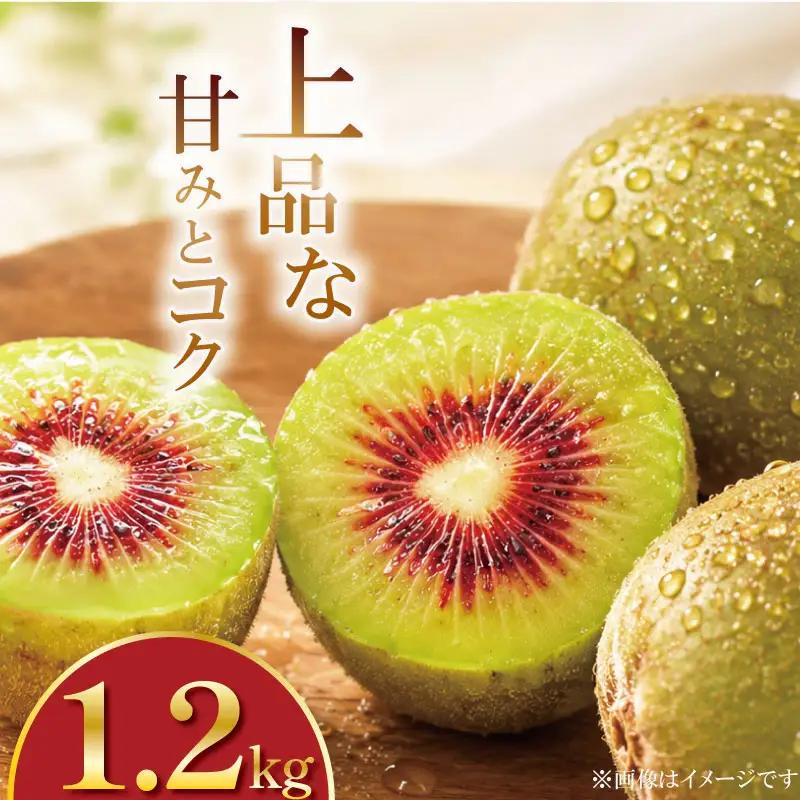 キウイフルーツ 1.2kg 紅妃 2026年10月上旬～ キウイ キウイ