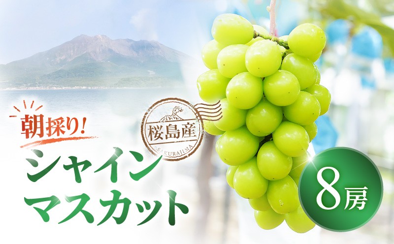 
                  【2026年先行予約】【桜島産】シャインマスカット 8房　K260-001_05
                
