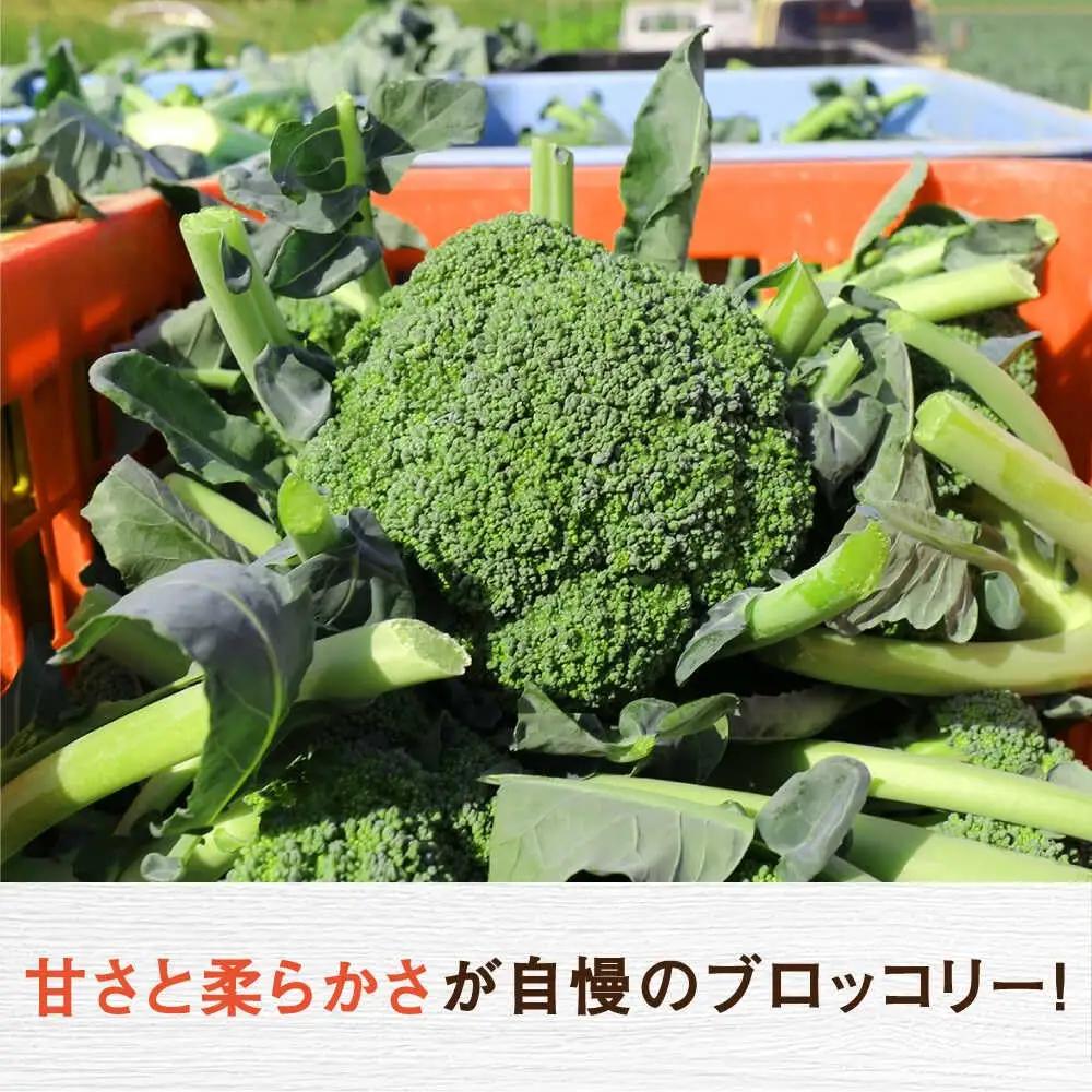 【2026年7月以降順次発送】ブロッコリー 20玉 北海道 先行予約 [AXBD001]
