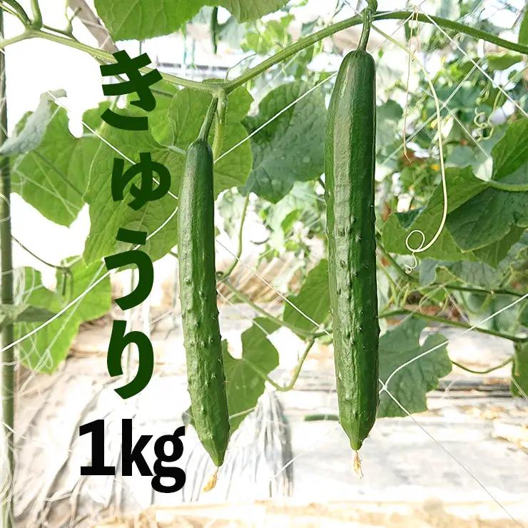 新鮮きゅうり1kg【特別栽培農産物】きゅうり