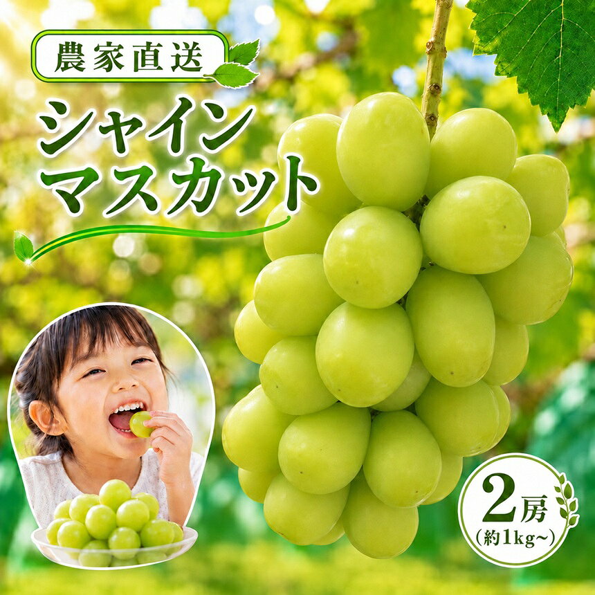 【ふるさと納税】農家直送 シャインマスカット 約1kg ＜2026年9月上旬～発送＞| 果物 くだもの フルーツ ぶどう 葡萄 新鮮 信州 南信州 長野県 飯田市