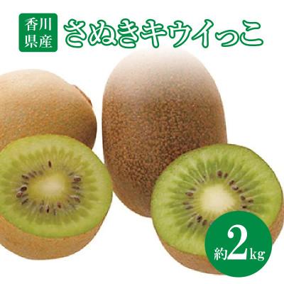 ふるさと納税 高松市 【先行受付2025年】さぬきキウイっこ　約2kg
