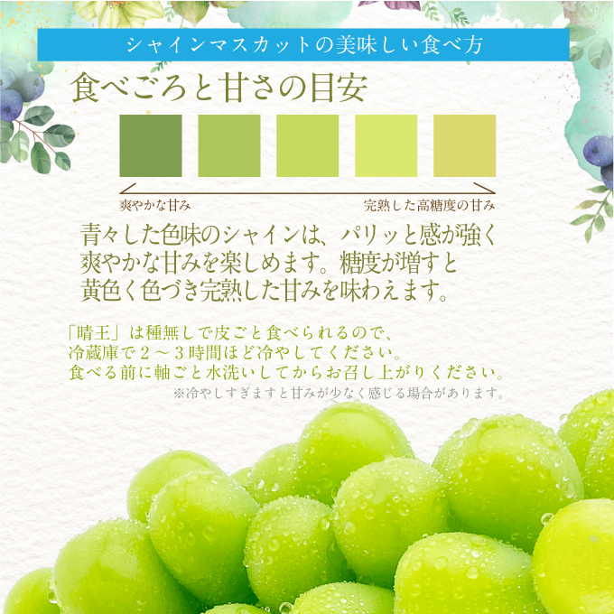 2026年 先行予約受付中 シャインマスカット晴王 2房 約1.2kg 岡山県産 種無し 皮ごと食べる みずみずしい 甘い フレッシュ 瀬戸内 晴れの国 おかやま 果物大国 ハレノフルーツ