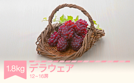 【先行予約】デラウェア 約1.8kg 令和7年産 2025年産 果物 葡萄 ぶどう mm-budwx1800 ※沖縄・離島への配送不可