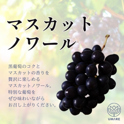【発送月固定定期便】【8月・9月・10月発送】山梨県まきおか産　葡萄の定期便全3回【配送不可地域：離島・沖縄県】