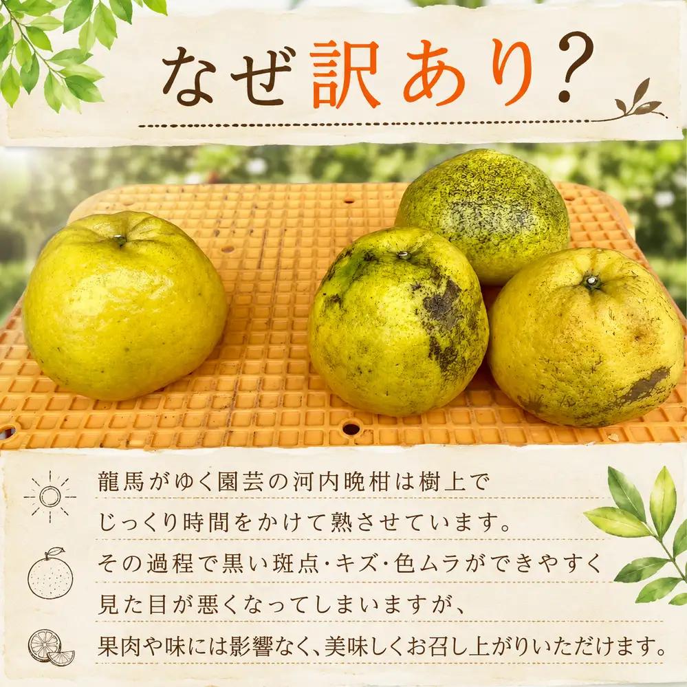 龍馬がゆく園芸の河内晩柑9kg（訳あり）