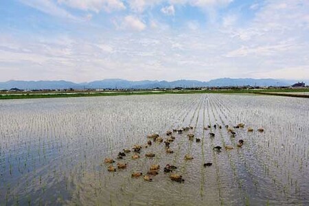 【令和5年産】有機JAS認証「アイガモ君が育てたお米」ミルキークイーン　2kg×2