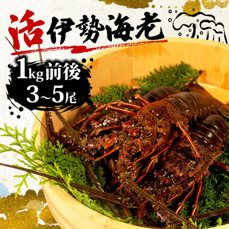 【ふるさと納税】 伊勢海老 約 1kg 3尾 ～ 5尾 海老 えび エビ 天然 活き 伊勢エビ 期間限定 いせえび ふるさと納税伊勢海老 ふるさと納税エビ 刺身 BBQ バーベキュー 味噌汁 海鮮 魚介 鮮魚 新鮮 お祝い のし 熨斗 三重 伊勢志摩 伊勢 志摩 今が旬