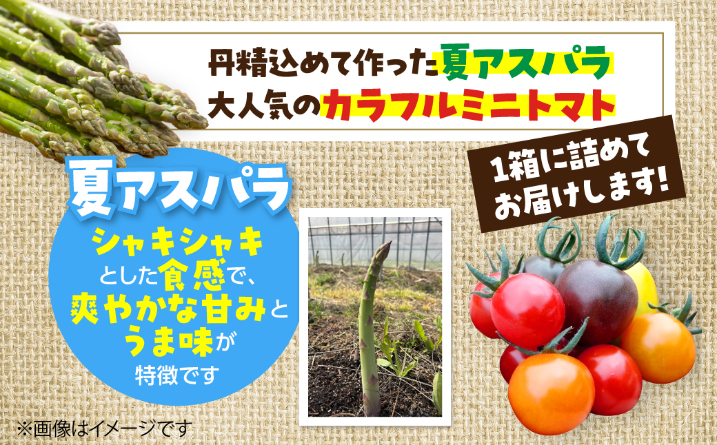 ＜2026年7月上旬よりお届け＞北海道壮瞥町産　大作農園「夏アスパラとカラフルミニトマト」のセット約1kg 先行予約 SBTR004