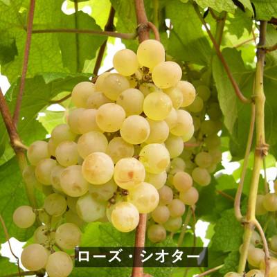 ふるさと納税 上越市 岩の原スパークリングワイン　ブラン・ド・ブラン　ローズ・シオター |  | 02