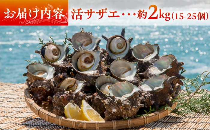 人気 新鮮 海鮮 特産品 贈り物 ギフト 魚介 ごはんの