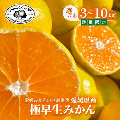 【ふるさと納税】老舗農家が見極めたプレミアム【極早生みかん】3kg/5kg/10kg 愛媛県川上産【新口農園】_ みかん ミカン 蜜柑 極早生みかん 極早生 果物 くだもの フルーツ デザート おいしい かんきつ 柑橘 柑橘類 国産 愛媛 愛媛県 八幡浜市 【G1615054】