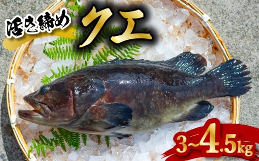 クエ 活き締め 3～4.5kg 本クエ アラ 鮮魚 クエ鍋 高級 高級魚 産地直送 冷蔵 養殖 国産 九絵