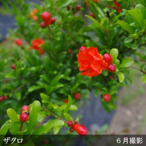 ＜すだ農園＞2年生 苗木 ◆ 大実ザクロ(柘榴)[地中ポット苗 2024年] ※北海道・沖縄・離島への配送不可 ※2025年12月上旬～2026年5月下旬頃に順次発送予定