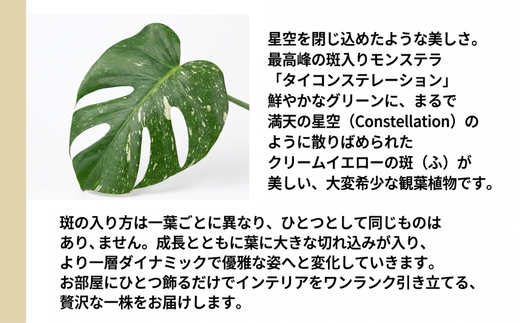 P3観葉植物 モンステラ・タイコンステレーション | インテリア 室内 観葉植物 インテリアグリーン 植物 自然 大阪府 河内長野市 4月-11月発送
