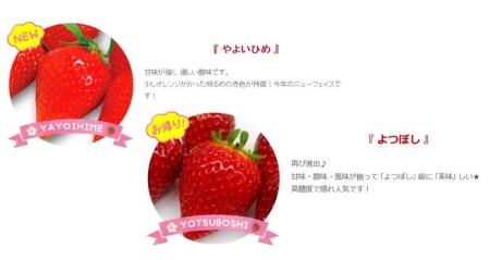 【期間限定発送】 果物 完熟いちご 食べ比べセット 350g～400g×2 [亀の子いちご園 宮崎県 日向市 452060852]