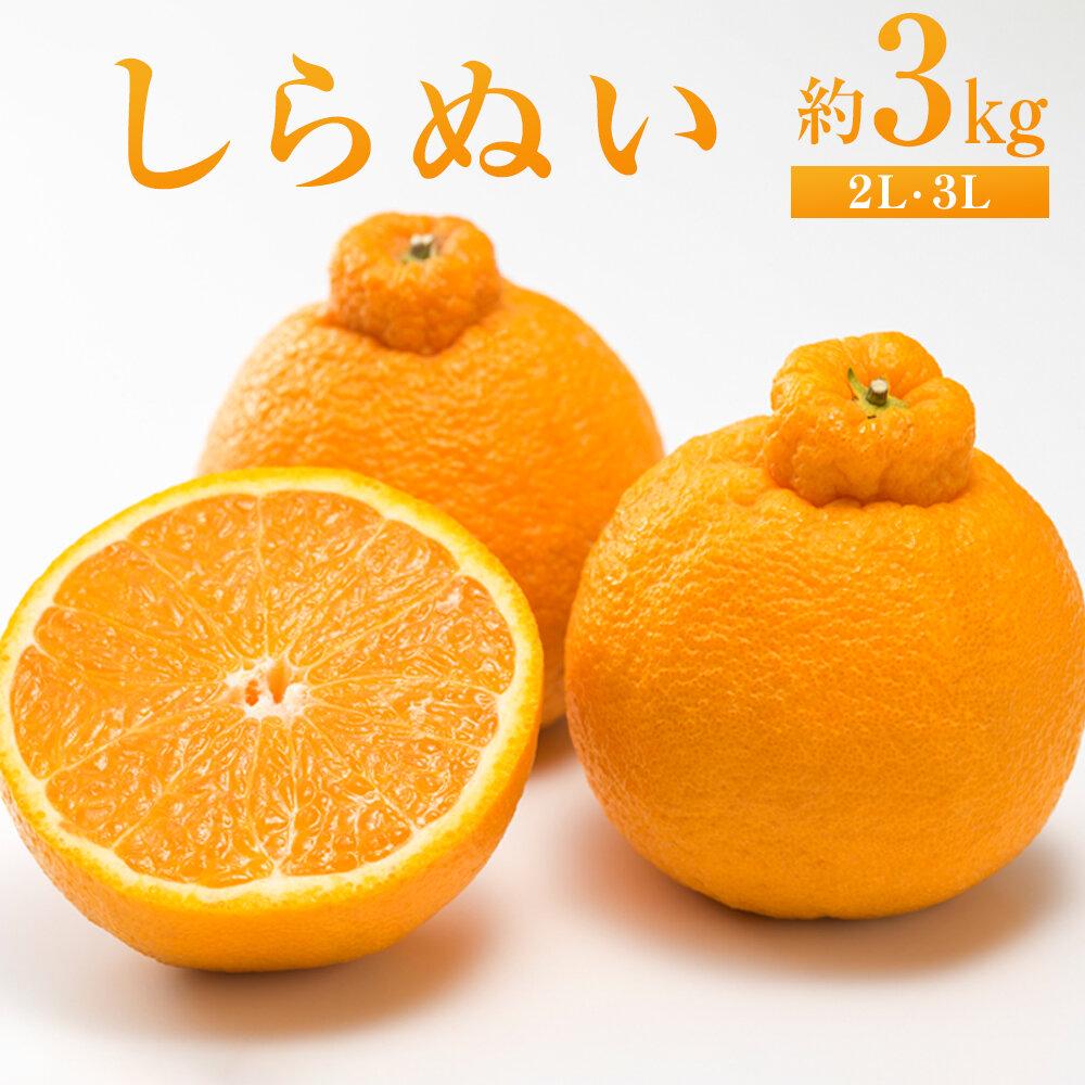 【ふるさと納税】しらぬい 約3kg（2L・3L）【2026年2月下旬から発送】 | 不知火 柑橘 フルーツ 果物 くだもの 食品 人気 おすすめ 送料無料 広島県 尾道市