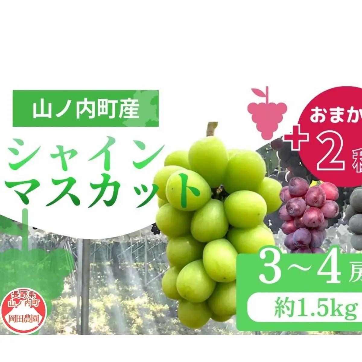 ぶどう シャインマスカット おまかせ2種 1.2kg ぶどう
