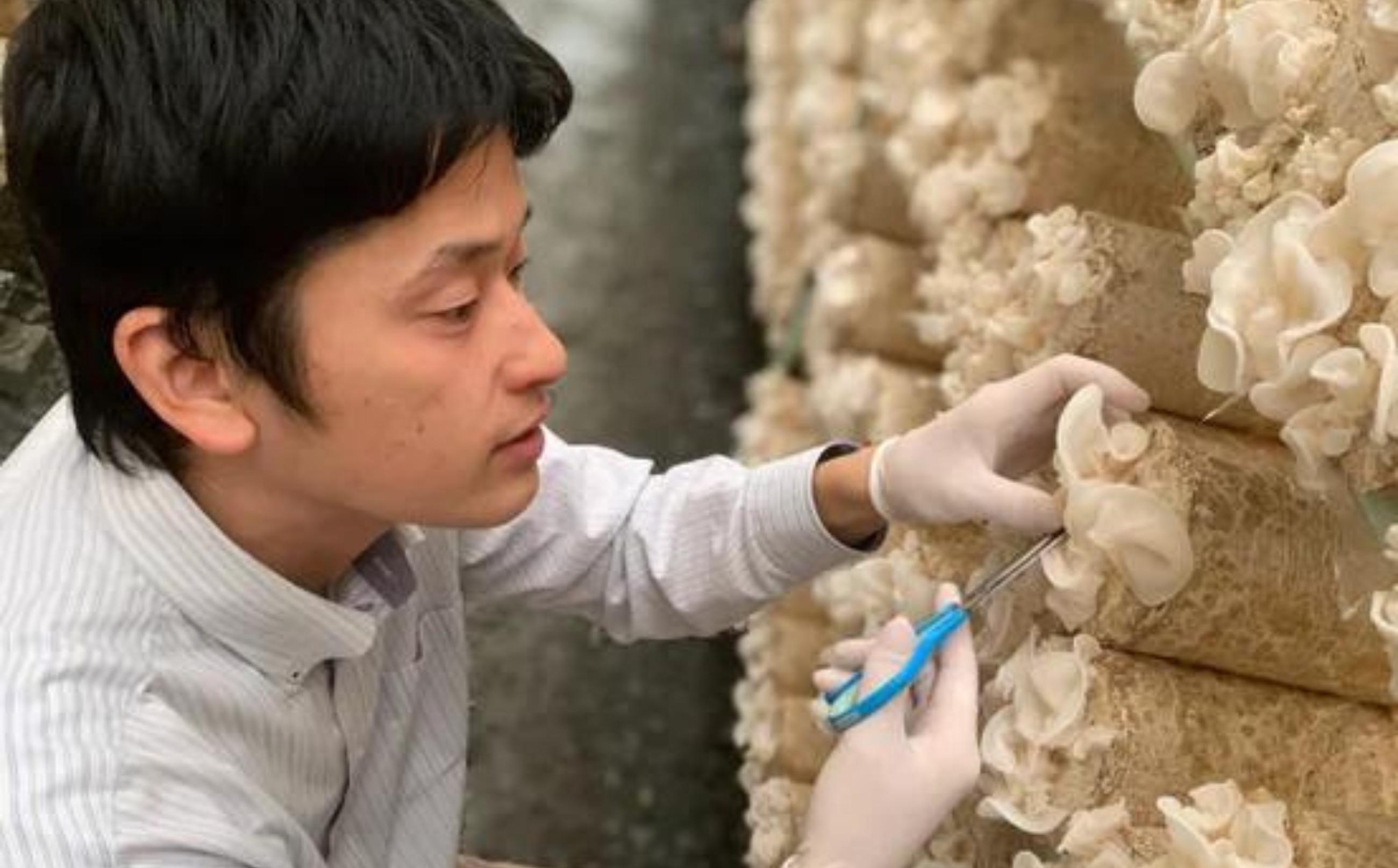 白いきくらげ栽培の様子