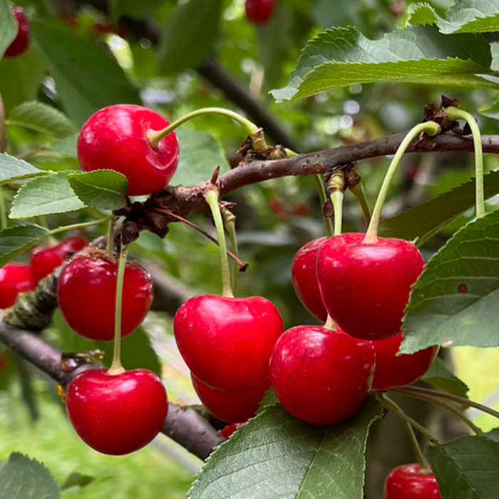 山形産 さくらんぼ 紅秀峰 Lサイズ以上 約1kg 【令和7年産先