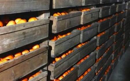 【紀州伝統の味】 下津 蔵出し みかん 10kg【混合サイズ】