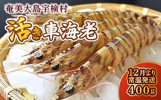 【先行予約】12月5日(金)発送希望 活き 車海老  (400g) 【期間限定】常温 活きたまま 宇検村産 車えび 魚介 エビ 海鮮 刺身 人気 くるまえび 奄美大島 宇検村 鹿児島