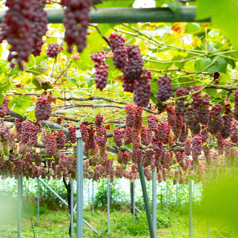 【月山 GASSAN】蔵王ナチュールデラウェア 山形のデラウエア TAKUMI ORCHARD 99% 贈答 L以上 約2kg 山形 山形県 山形市 フルーツ 果物 くだもの 送料無料 ぶどう 葡萄 